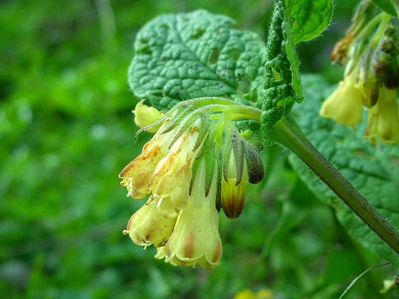 Symphytum tuberosum / Consolida femmina